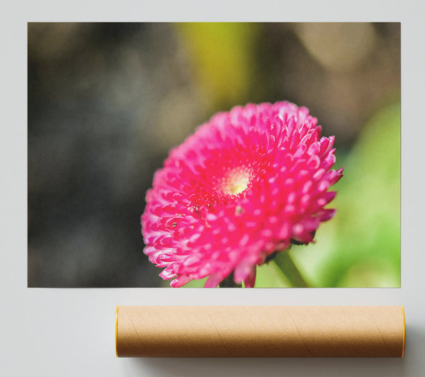 Fuchsia Blooming Beauty Print