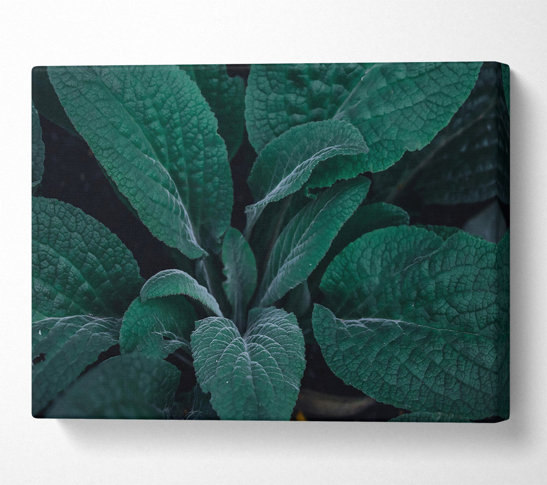  A Canvas Print of Emerald Veined Leaves Canvas Wall Art