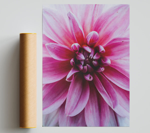 Pink Flower Embrace Print