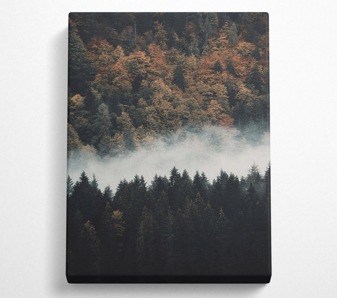  A Canvas Print of Golden Foggy Forest Canvas Print