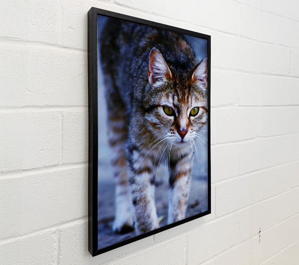 Grey Feline Focus
