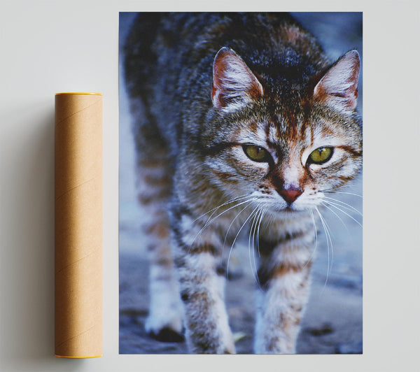 Grey Feline Focus Giclee Print