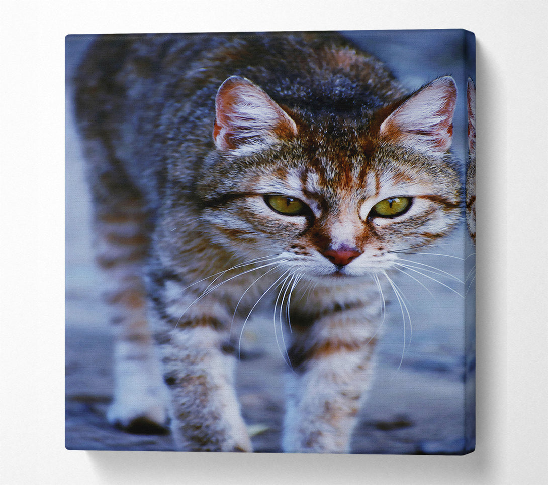  A Canvas Print of Grey Feline Focus Canvas Art