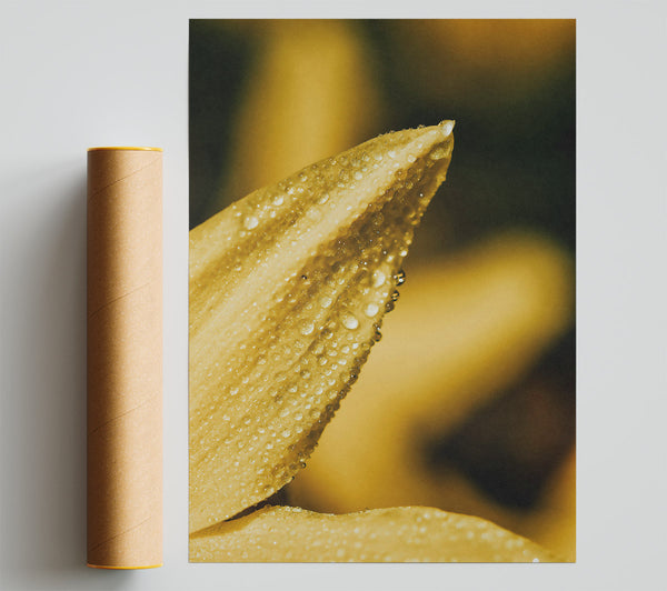 Golden Dewdrop Embrace Print