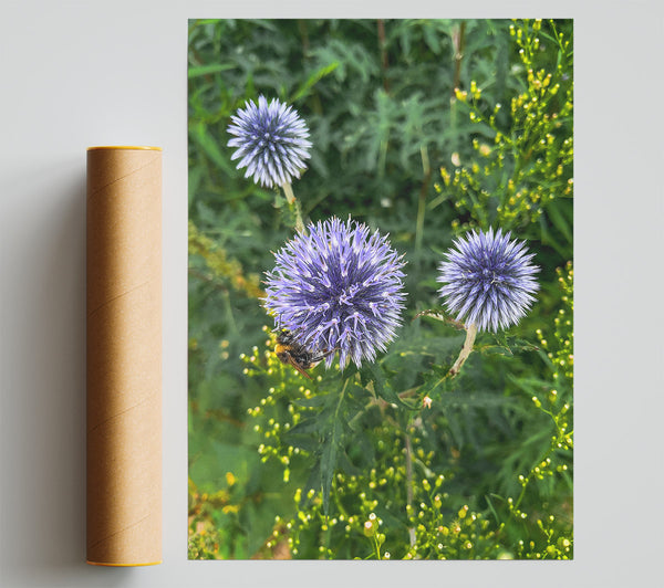 Blue Blooms And A Buzz Giclee Print