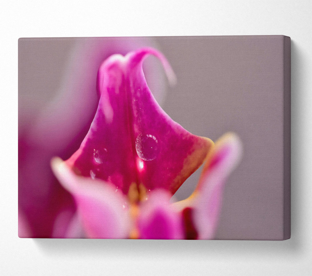  A Canvas Print of Pink Petal Dewdrop Canvas Print