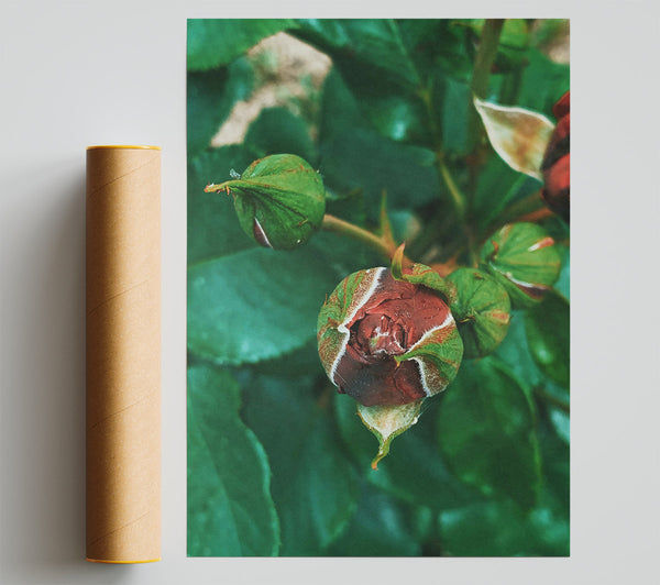 Crimson Rose Bud Giclee Print