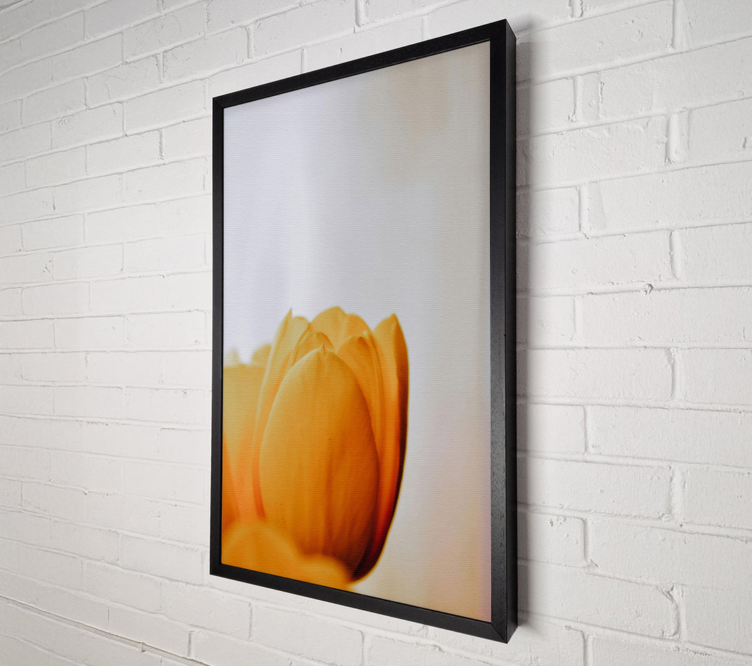  A Canvas Print of Golden Petal Embrace Canvas Print