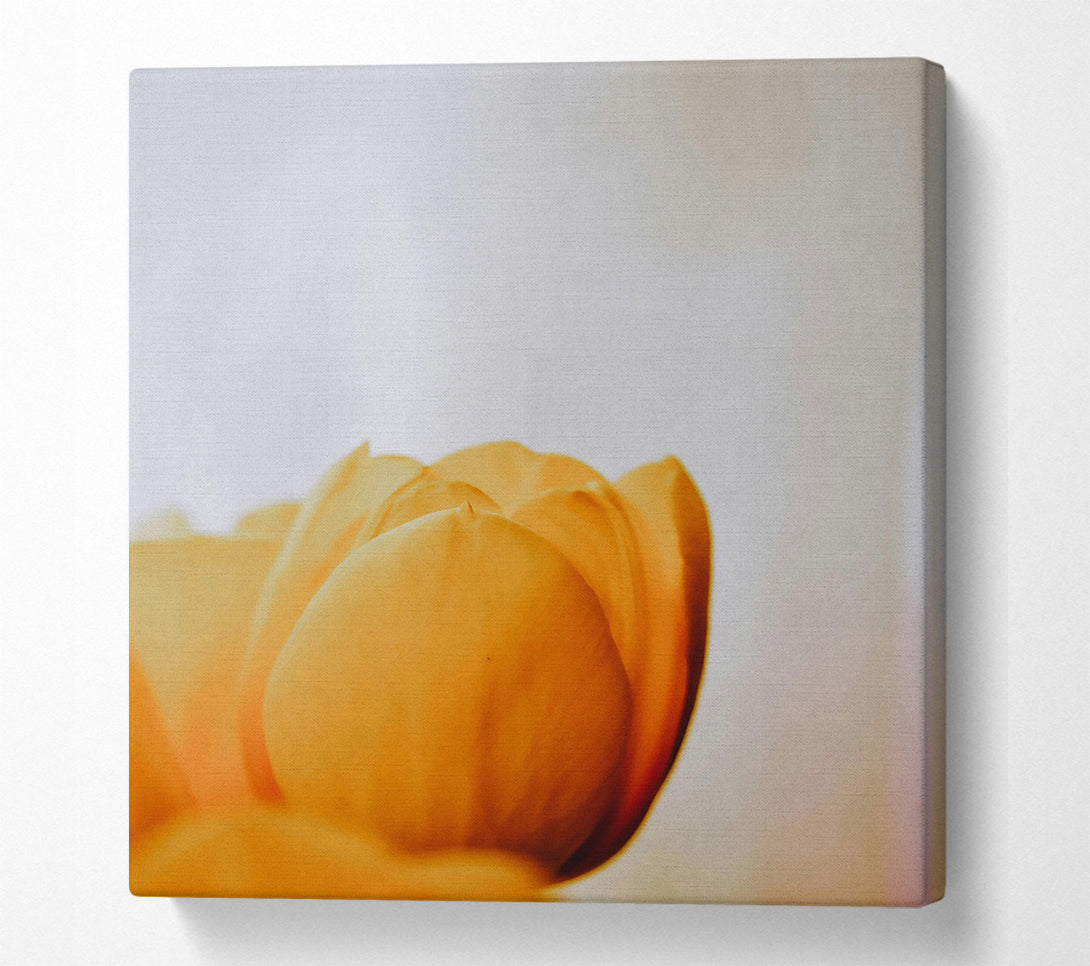  A Canvas Print of Golden Petal Embrace Canvas Print