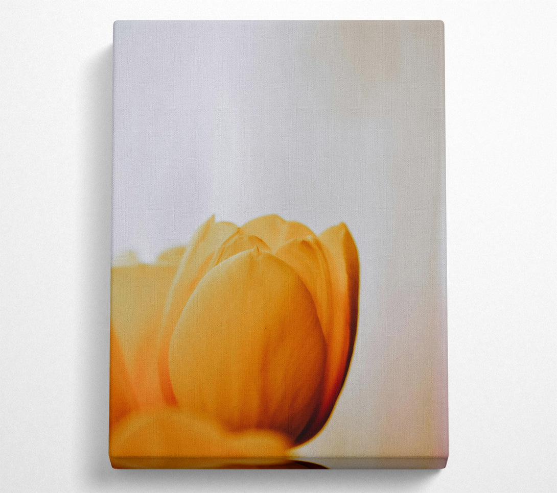  A Canvas Print of Golden Petal Embrace Canvas Print