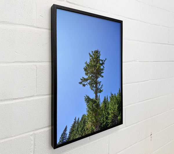 Blue Sky Evergreen