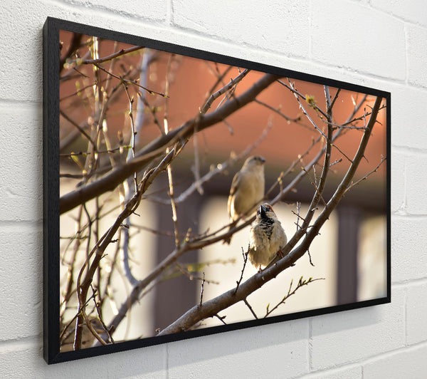 Brown Branch Sparrows