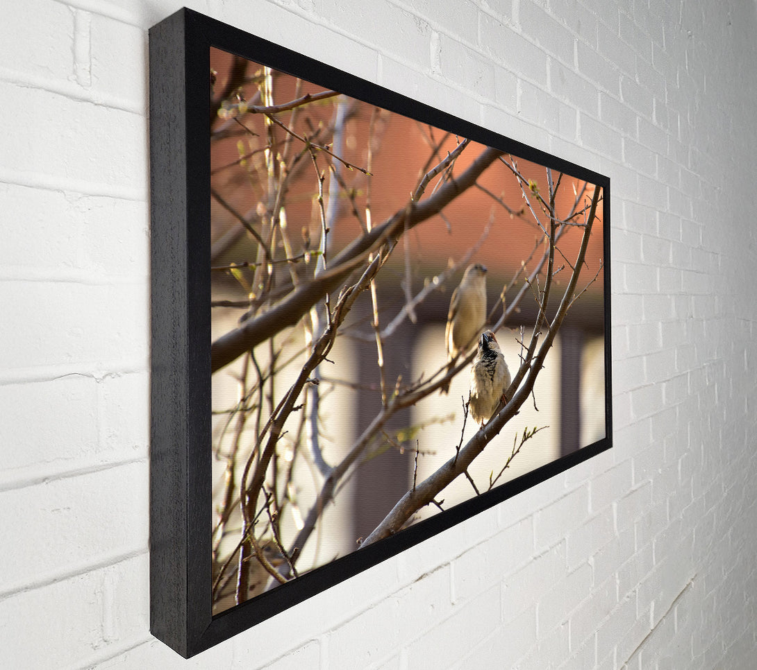  A Canvas Print of Brown Branch Sparrows Canvas Print