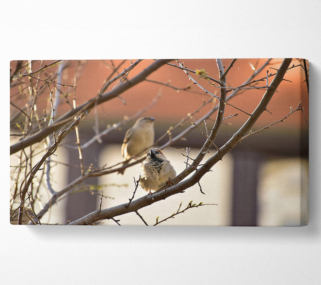  A Canvas Print of Brown Branch Sparrows Canvas Print