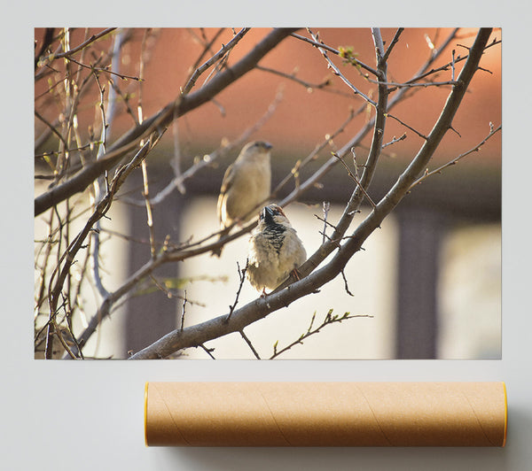 Brown Branch Sparrows Print
