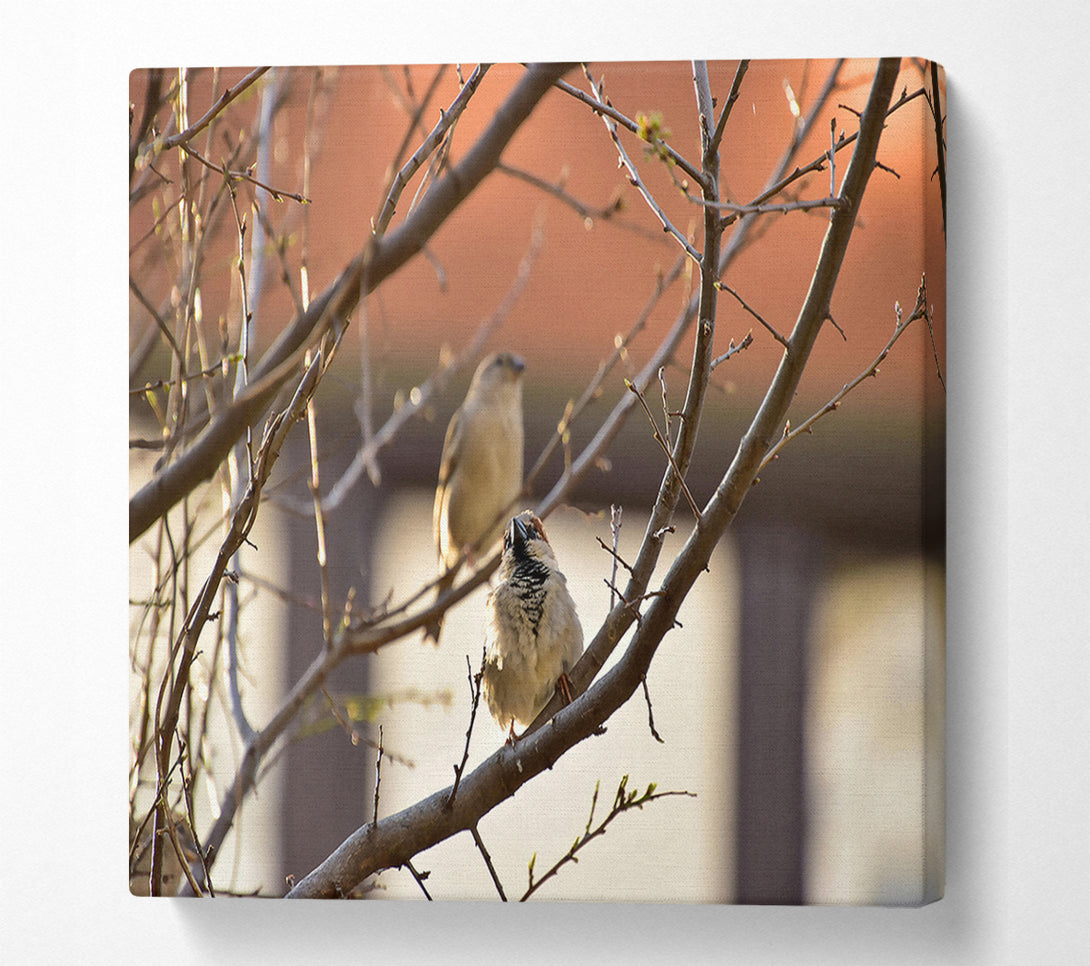  A Canvas Print of Brown Branch Sparrows Canvas Print