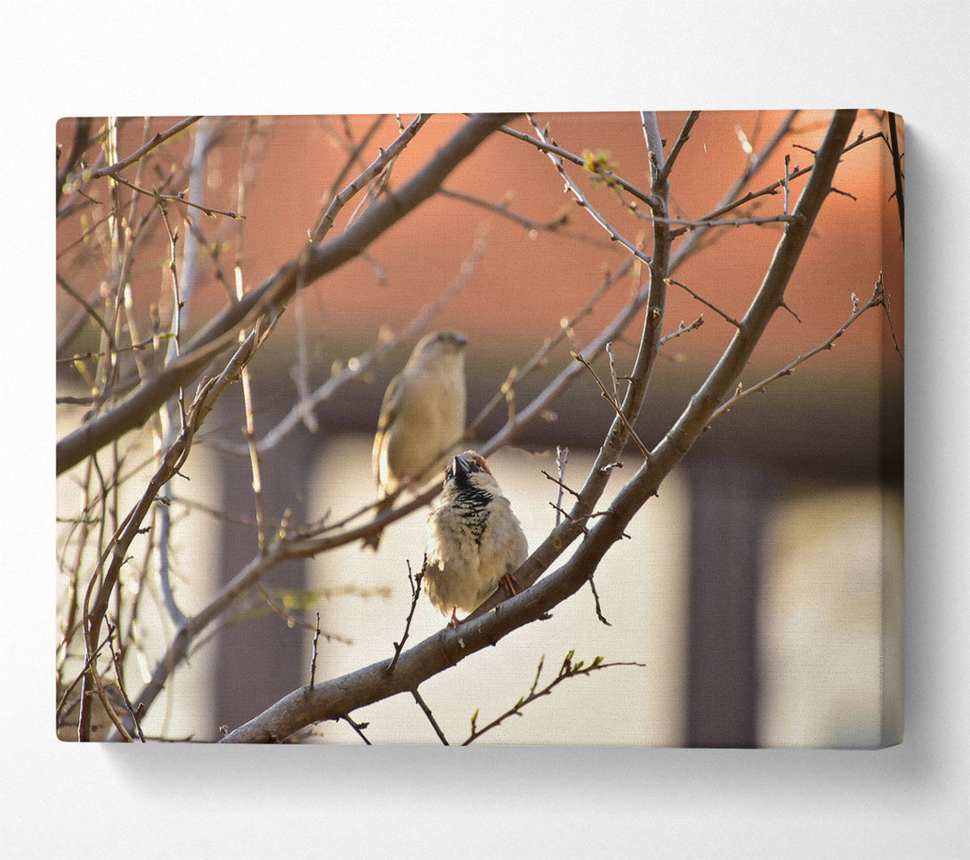  A Canvas Print of Brown Branch Sparrows Canvas Print