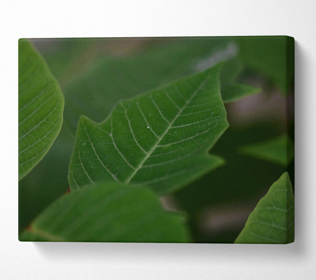  A Canvas Print of Emerald Leaf Veins Canvas Print