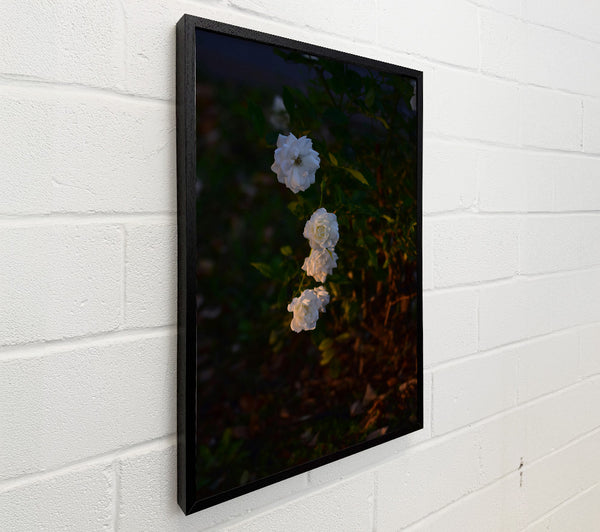 White Roses In Dark Green