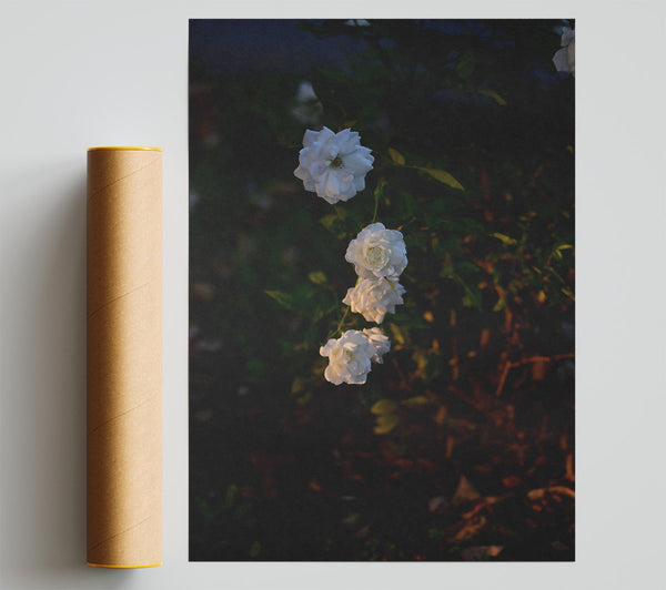 White Roses In Dark Green Poster