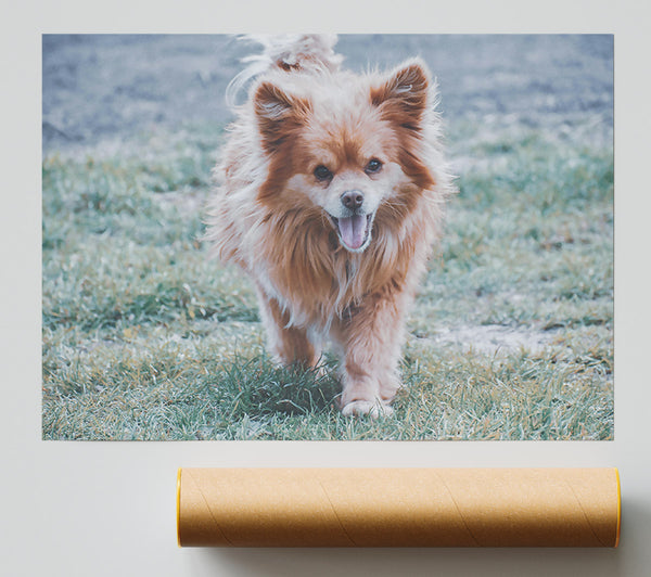 Golden Furry Joy Print