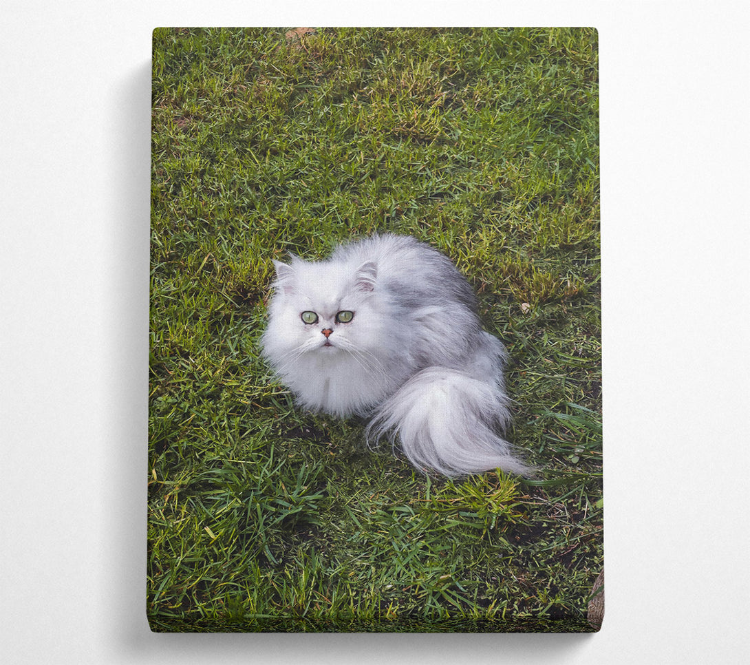  A Canvas Print of White Feline Gaze Canvas Art
