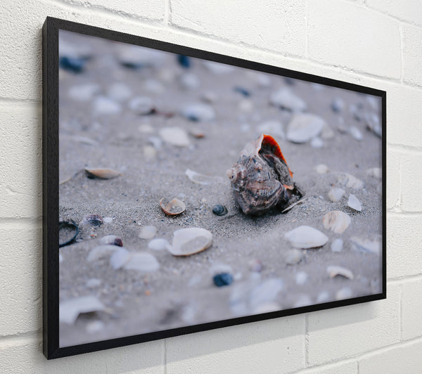 Gray Seashell Dream