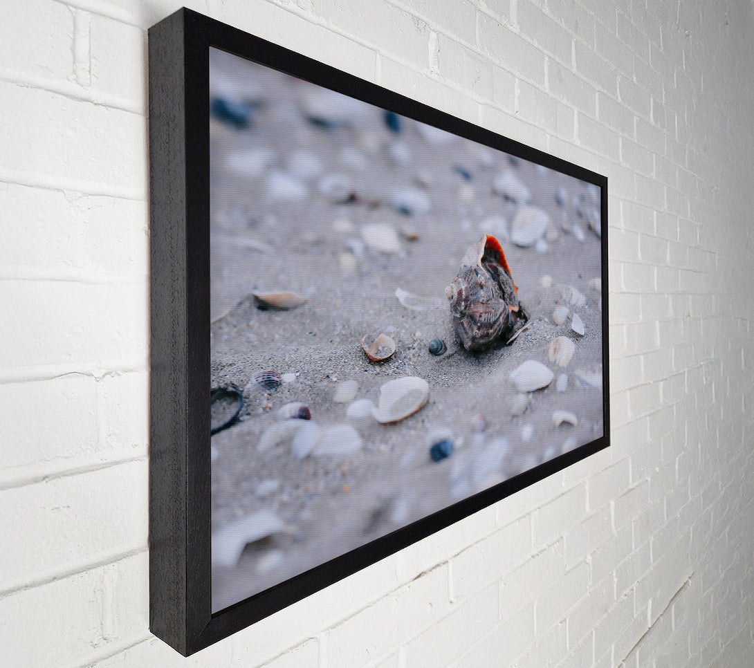  A Canvas Print of Gray Seashell Dream Canvas Art