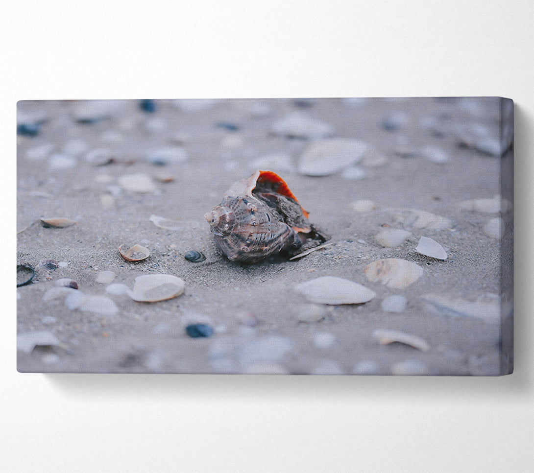  A Canvas Print of Gray Seashell Dream Canvas Art
