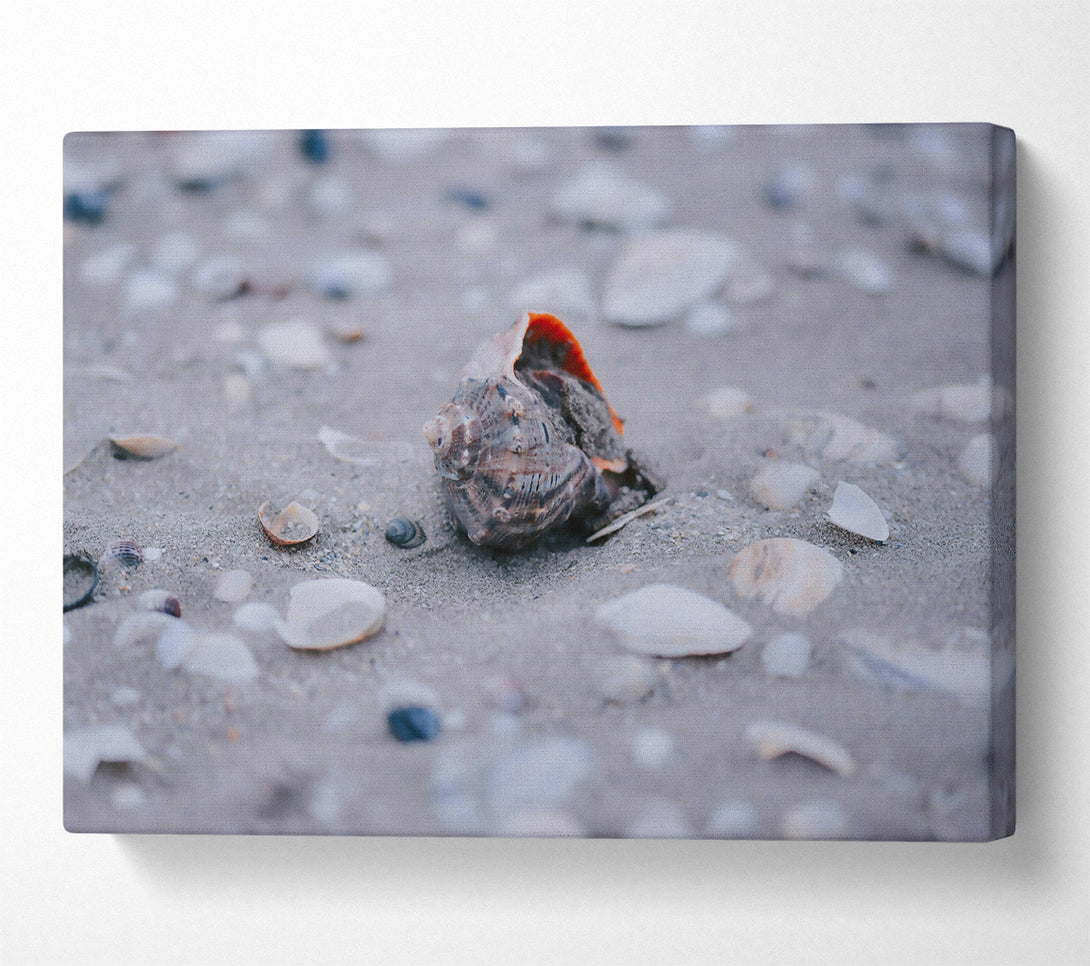  A Canvas Print of Gray Seashell Dream Canvas Art