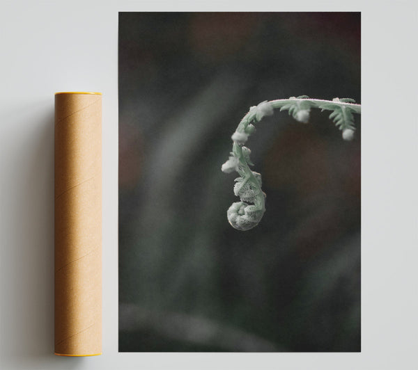 Silver Fiddlehead Curl Giclee Print
