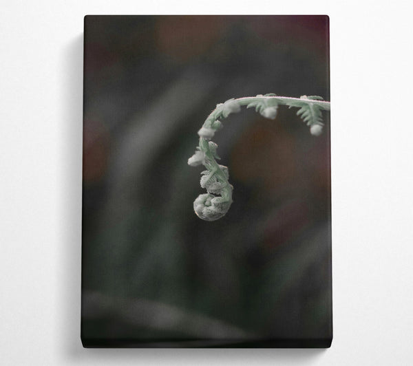 Silver Fiddlehead Curl