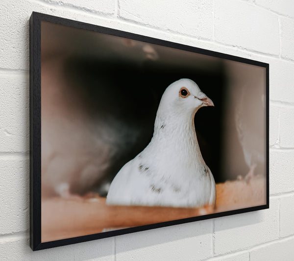 White Dove'S Gaze
