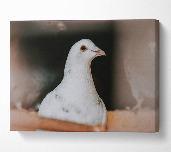  A Canvas Print of White Dove'S Gaze Canvas Wall Art