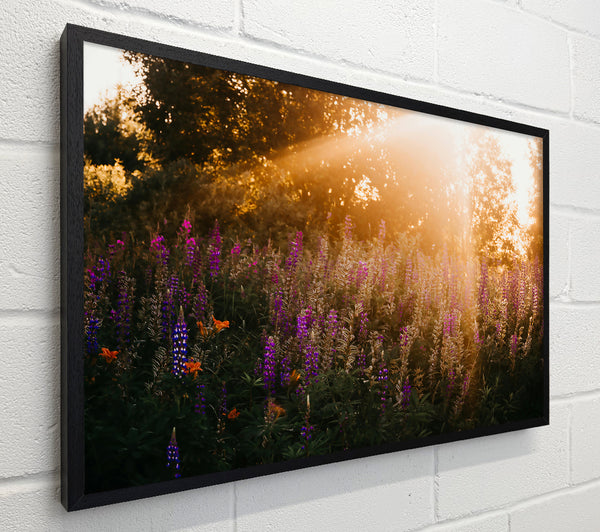 Golden Purple Meadow