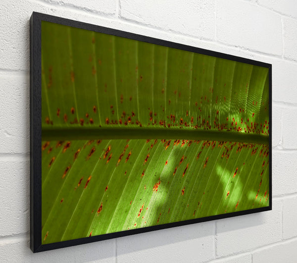 Green Leaf Rust Spots