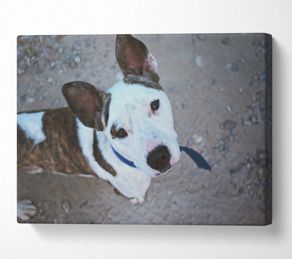  A Canvas Print of White Dog'S Gaze Canvas Print