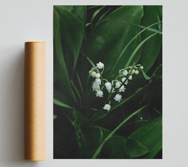 Green Lily Bells Giclee Print