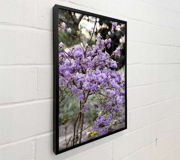 Lilac Spring Bloom