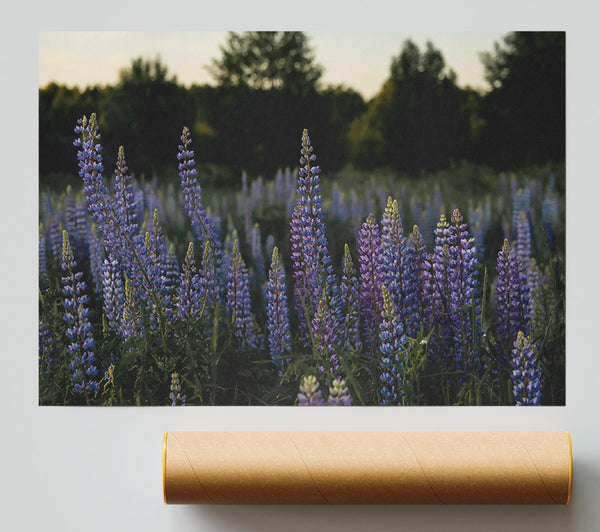 Purple Field Of Dreams Print