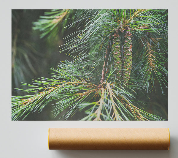 Emerald Pine Cones Poster