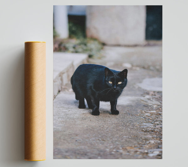 Black Cat On Concrete Path Print