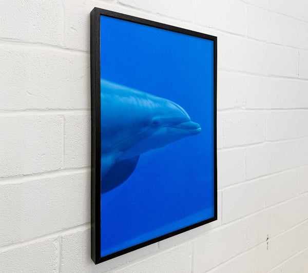 Azure Dolphin Smile