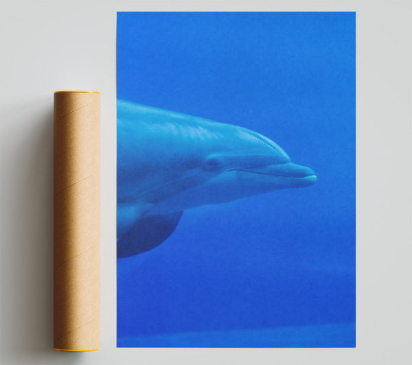Azure Dolphin Smile Giclee Print