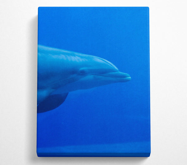  A Canvas Print of Azure Dolphin Smile Canvas Print