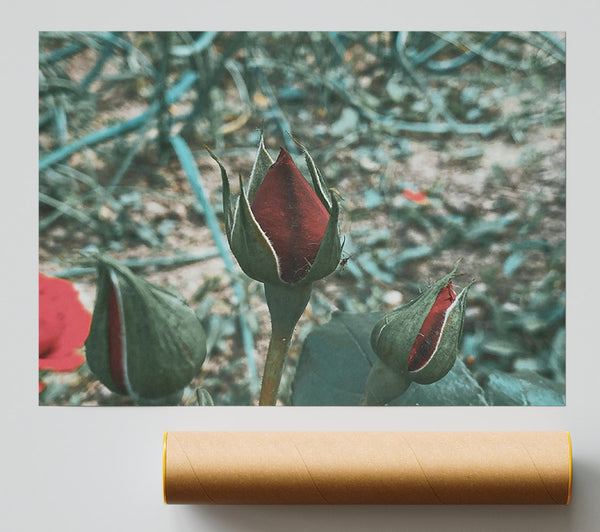 Crimson Budding Beauty Giclee Print