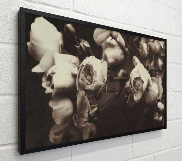 Pale Sepia Roses