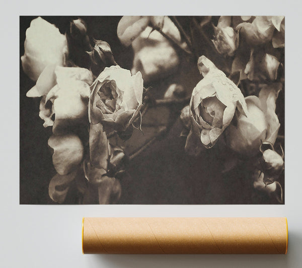 Pale Sepia Roses Giclee Print