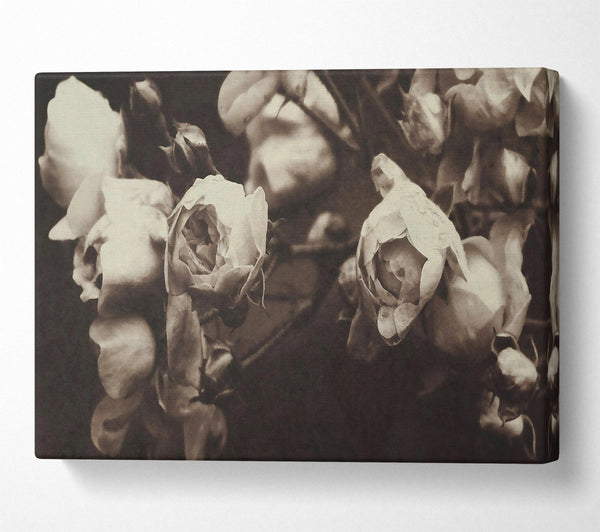 Pale Sepia Roses