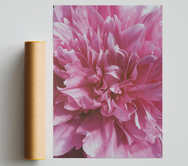 Pink Petal Bloom Giclee Print
